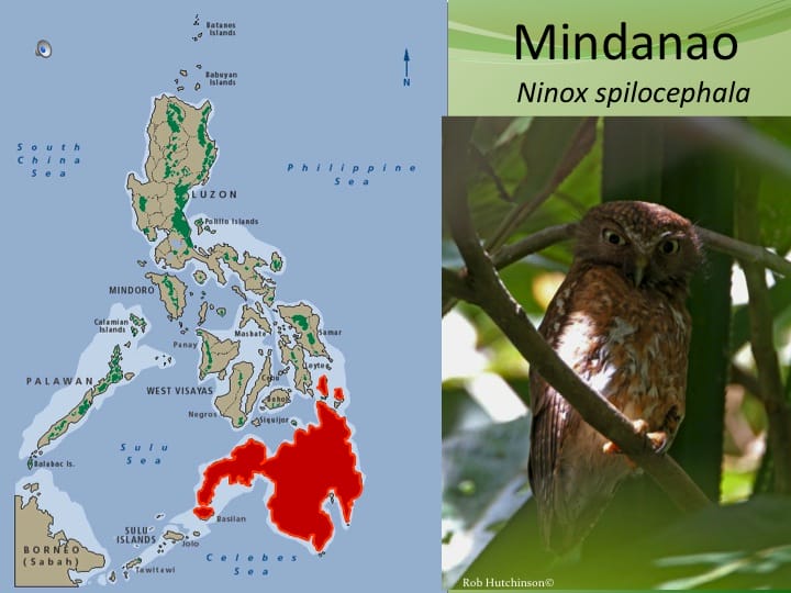 Mindanao  spilocephalus has very different song and moderately different plumage.Split and elevated to a new species. �