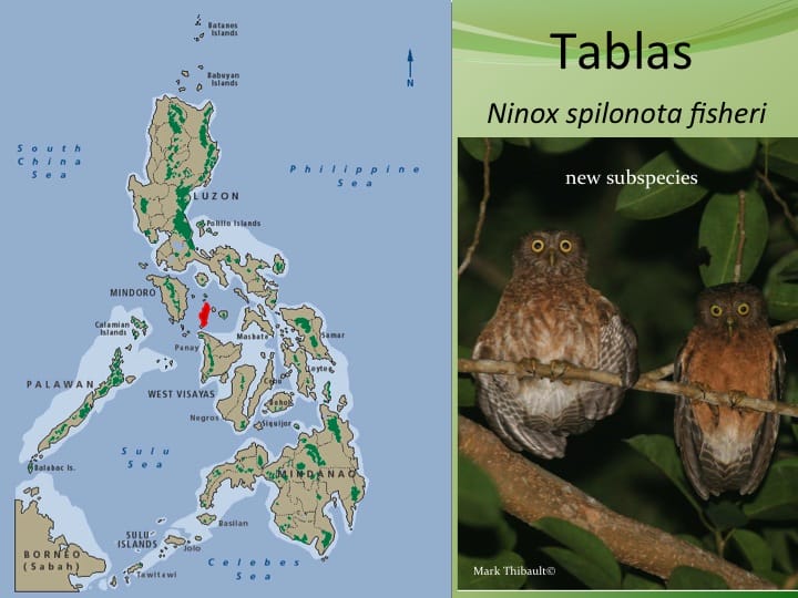 Large, drab, without white throat of other “spilonota” forms.Songs are series of single downturned well-spaced short whistles, changing to 3-5 quick notes. The two island populations differ slightly from each other in size and voice. Tablas population a new subspecies. Both islands almost deforested, but the owls still exist. �