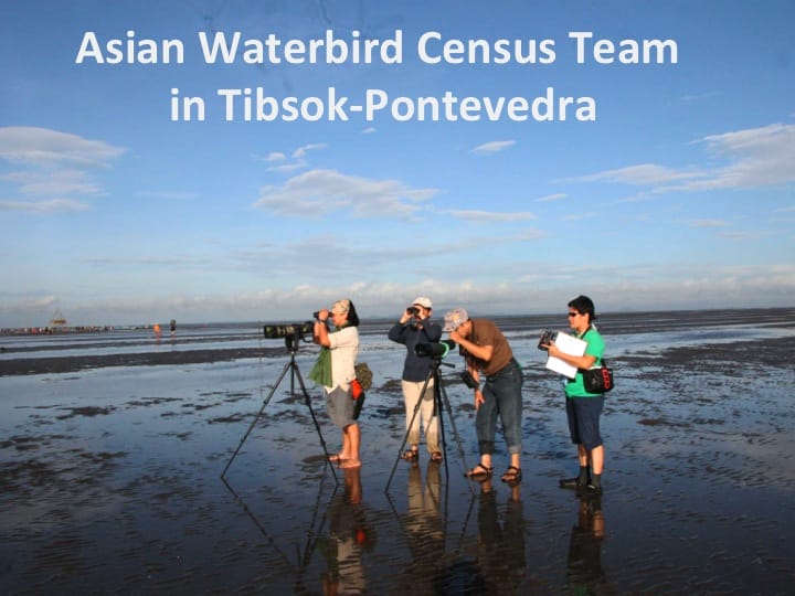 2013 Asian Waterbird Census