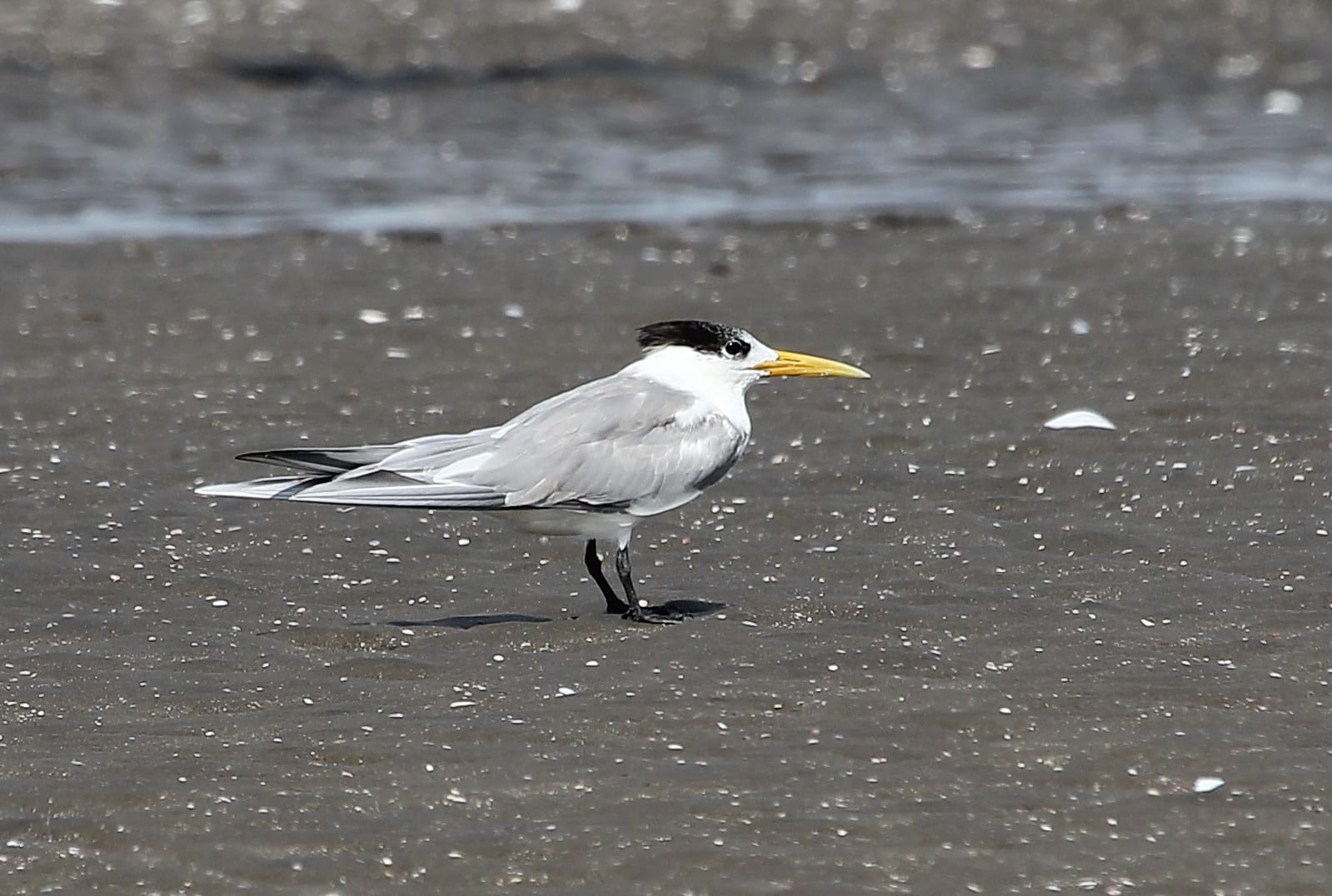 Great Crested Tern. Photo by Christian Perez.