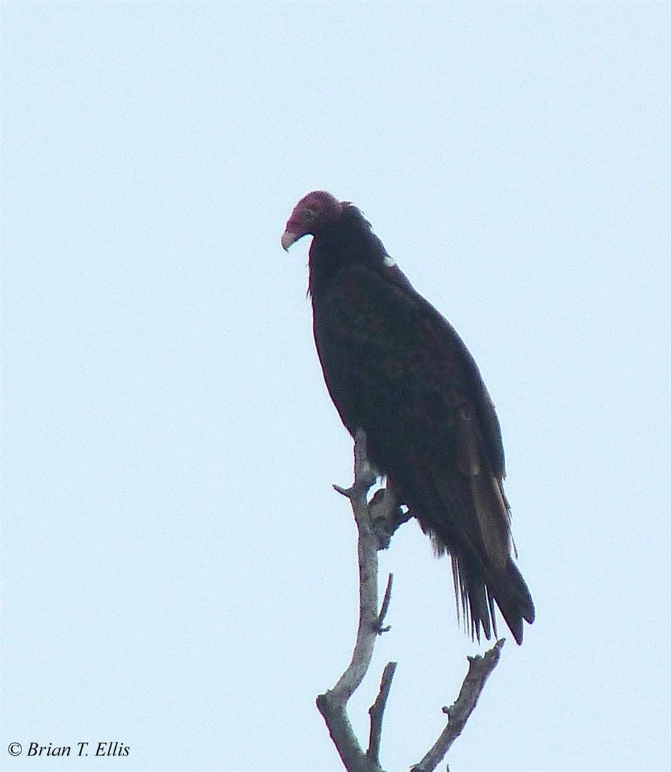 Turkey Vulture. Photo by Brian Ellis.