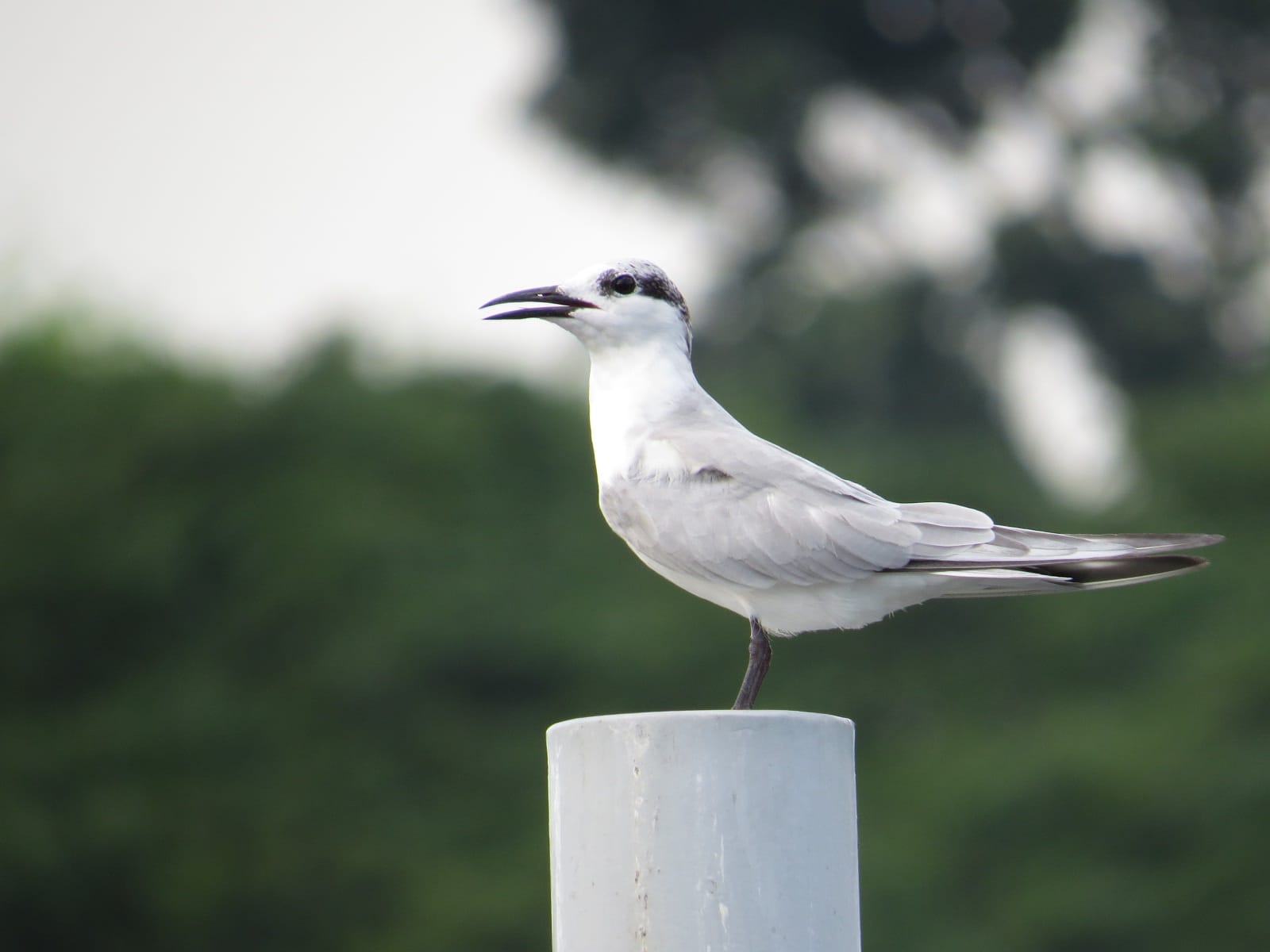 Whiskered Tern photographed with a Canon SX50. Photo by Jayce Japlit.