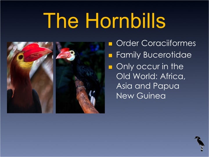 Dr. William Oliver,  6th International Hornbill Conference - Slide 2