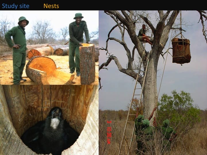 Kate Meares, 6th International Hornbill Conference, slide 11 Artificial nest are constructed from hollowed out Eucalyptus logs. Logs are split in two before being hollowed out, the two faces then rejoined using metal bolts . Nests were installed in the early days of the Project and wouldn’t have been possible without the help of Bruce Macdonald who sourced the huge logs for us, as well as Klaserie rangers, and reserve wardens for helping with the logistics of getting the heavy nests into the trees.  What makes a nest site a good one? �