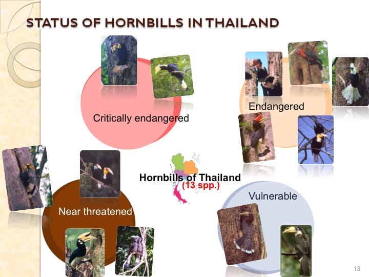 6th International Hornbill Conference, Dr. Vijak Chimchome, slide 13