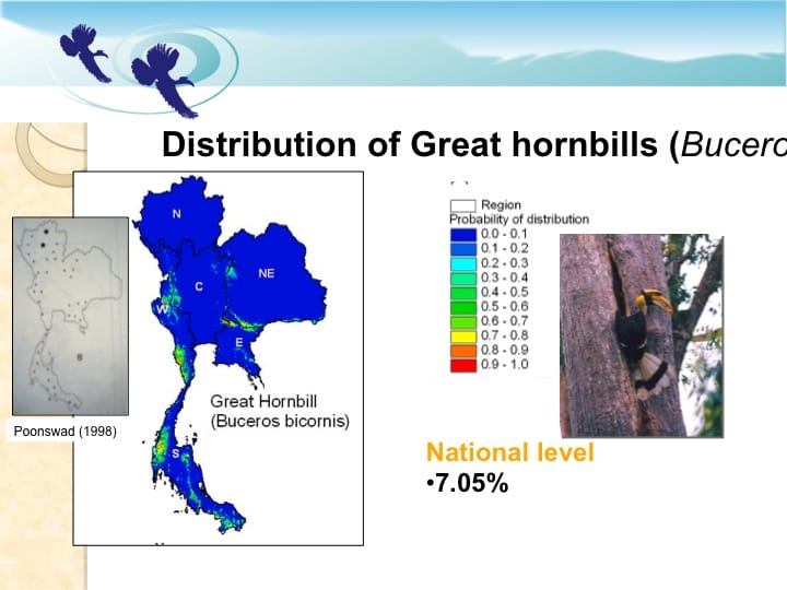 6th International Hornbill Conference, Dr. Vijak Chimchome, slide 17