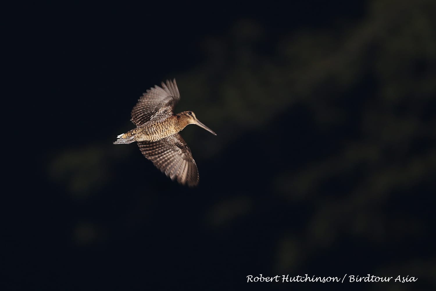 Bukidnon Woodcock. Photo by Rob Hutchinson.