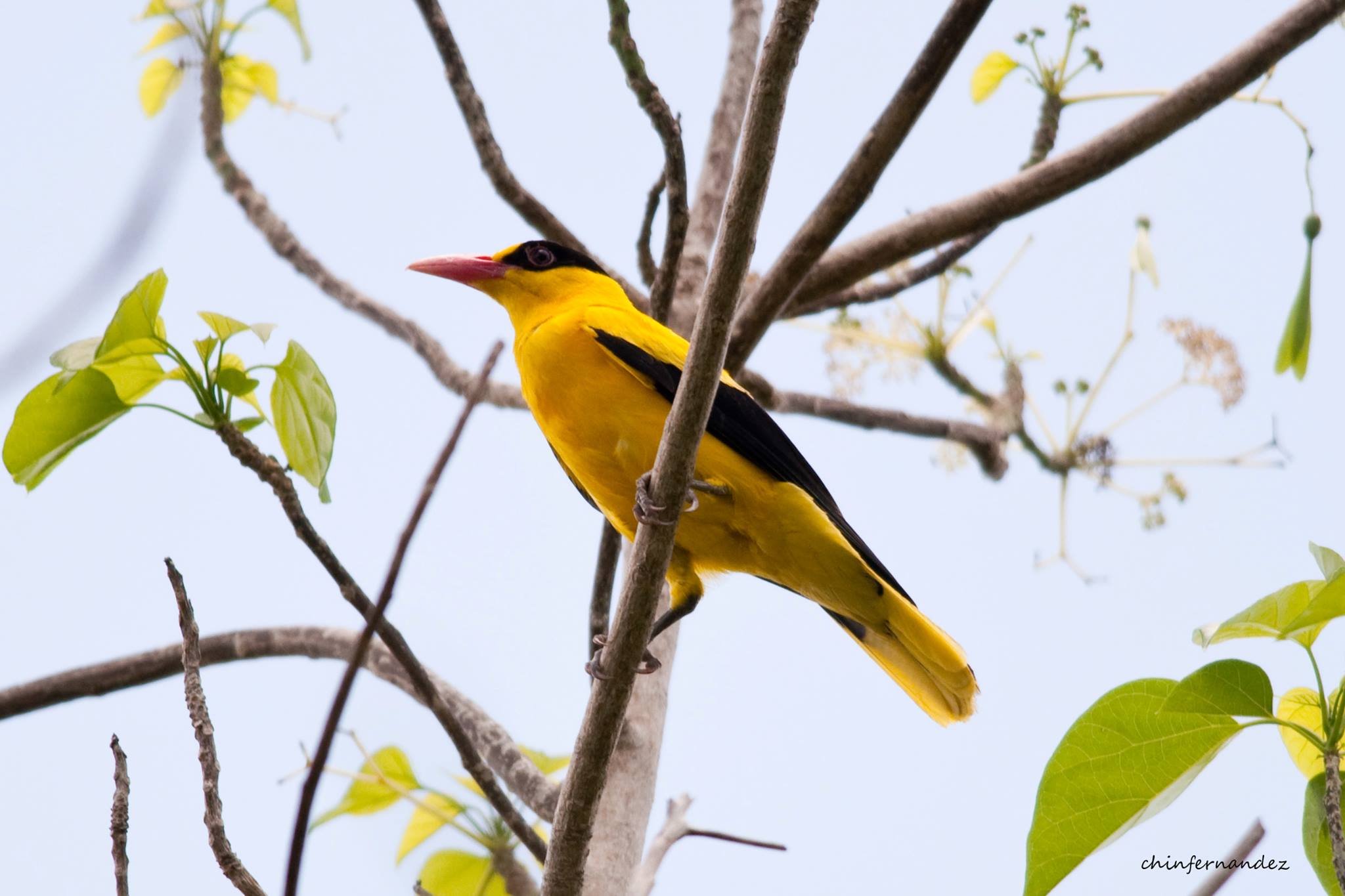 The brightly-colored Black-naped Oriole can be quite difficult to find even if it is bright yellow. Photo by Chin Fernandez.