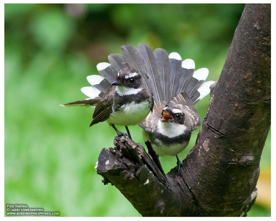 A pair of Pied Fantails fanning their tails! Photo by Adri Constantino.