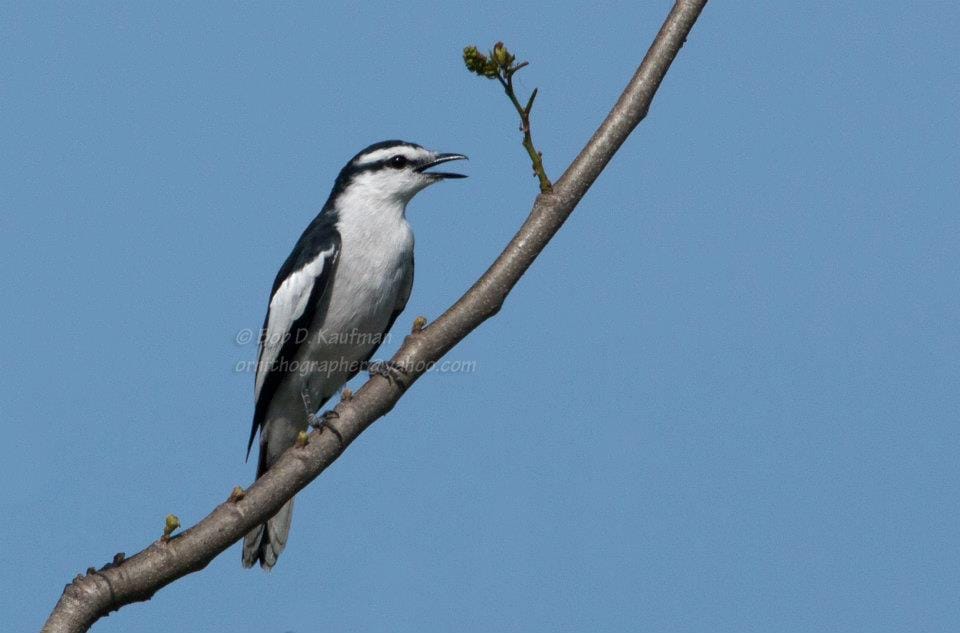 Keep an eye out for another black and white city bird, the Pied Triller. Photo by Bob Kaufman.