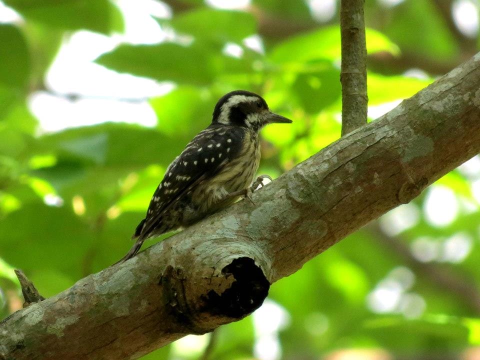 The Philippine Pygmy Woodpecker can be seen creeping up and around tree branches. Photo by Jasmin Meren.