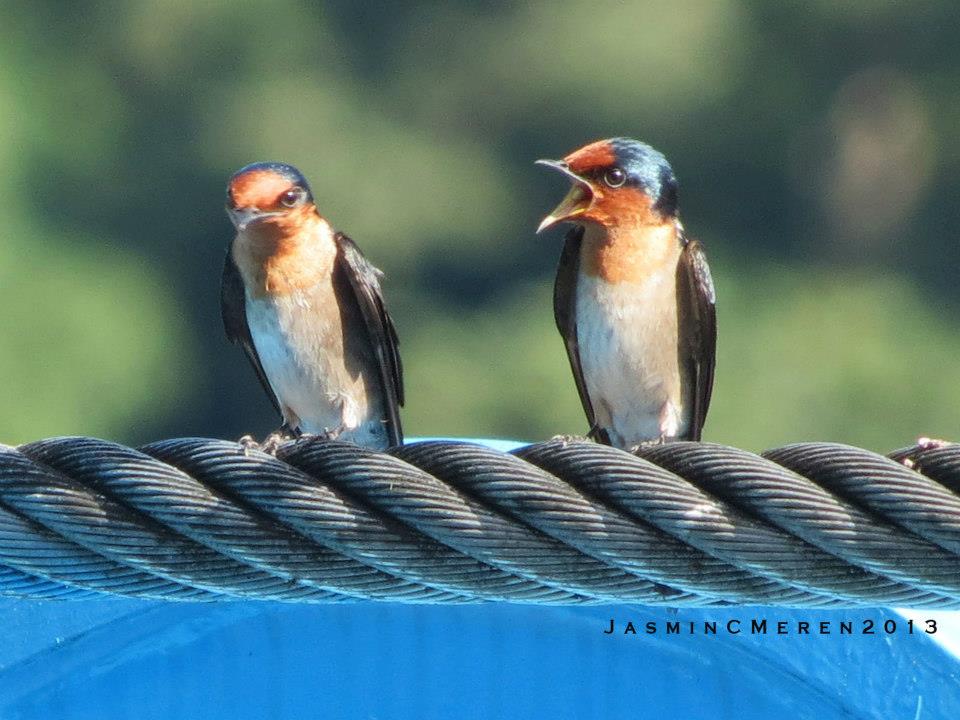 A pair of Pacific Swallows. Note the colorings on these birds. Photo by Jasmin Meren.