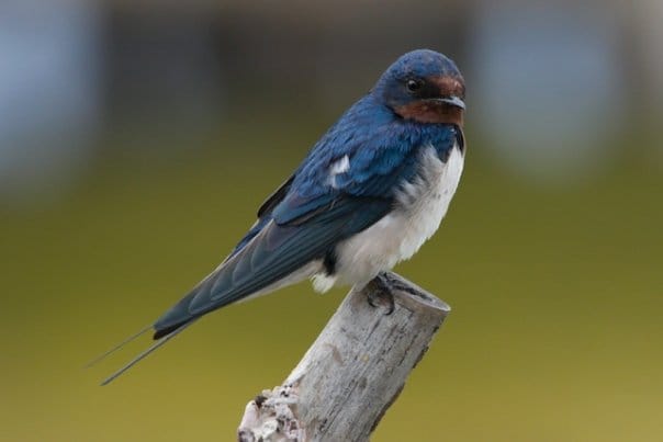This is a Barn Swallow. Notice the long outer tail feathers and black breast band which the Pacific Swallows don't have. Photo by Jun Osano.