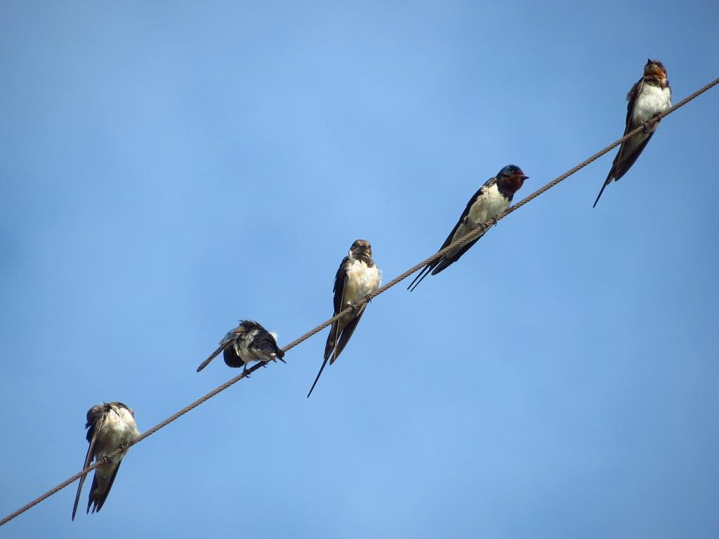 Swallows can usually be seen perched on electric wires. Photo by Vincent Lao.