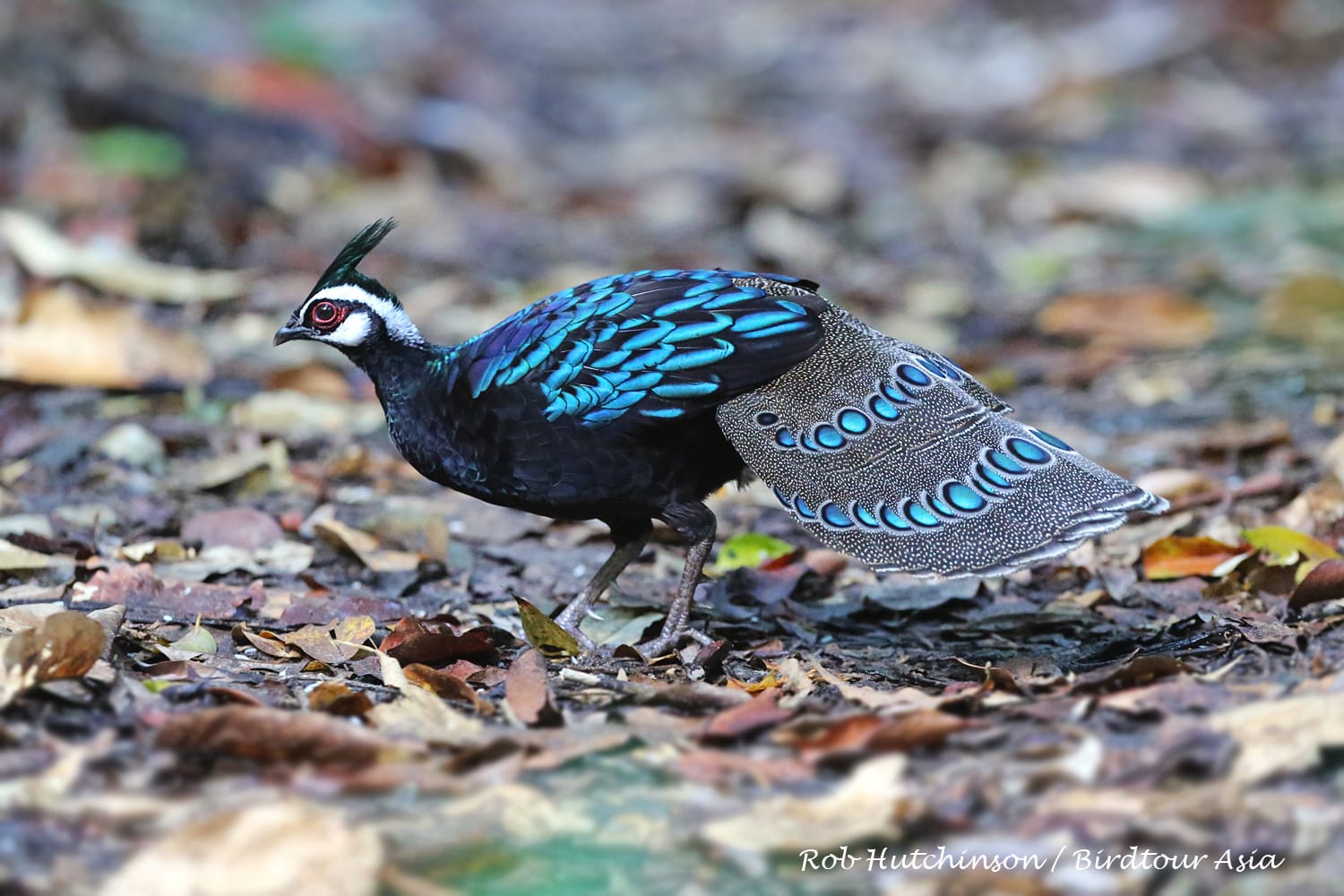 Palawan Peacock Pheasant. Photo by Robert Hutchinson