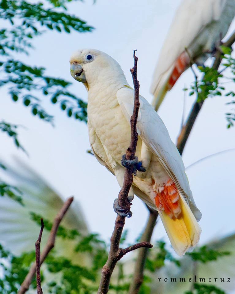 Philippine Cockatoo. Photo by Rommel Cruz.