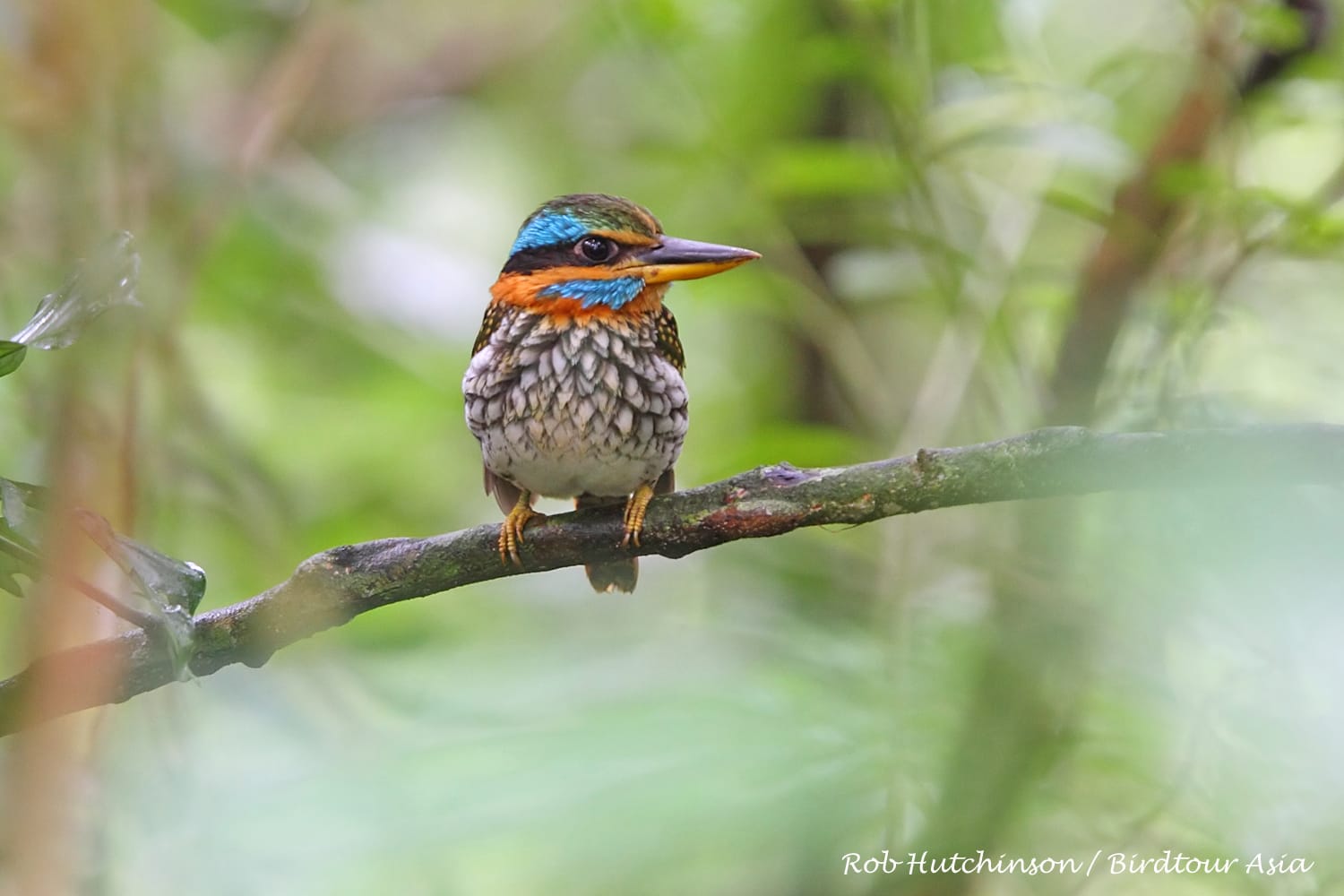 Spotted Wood Kingfisher. Photo by Rob Hutchinson.
