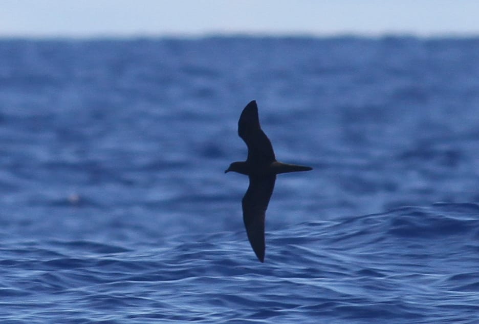 Bulwer's Petrel showing the characteristic flight profile - Photo by Paul Bourdin
