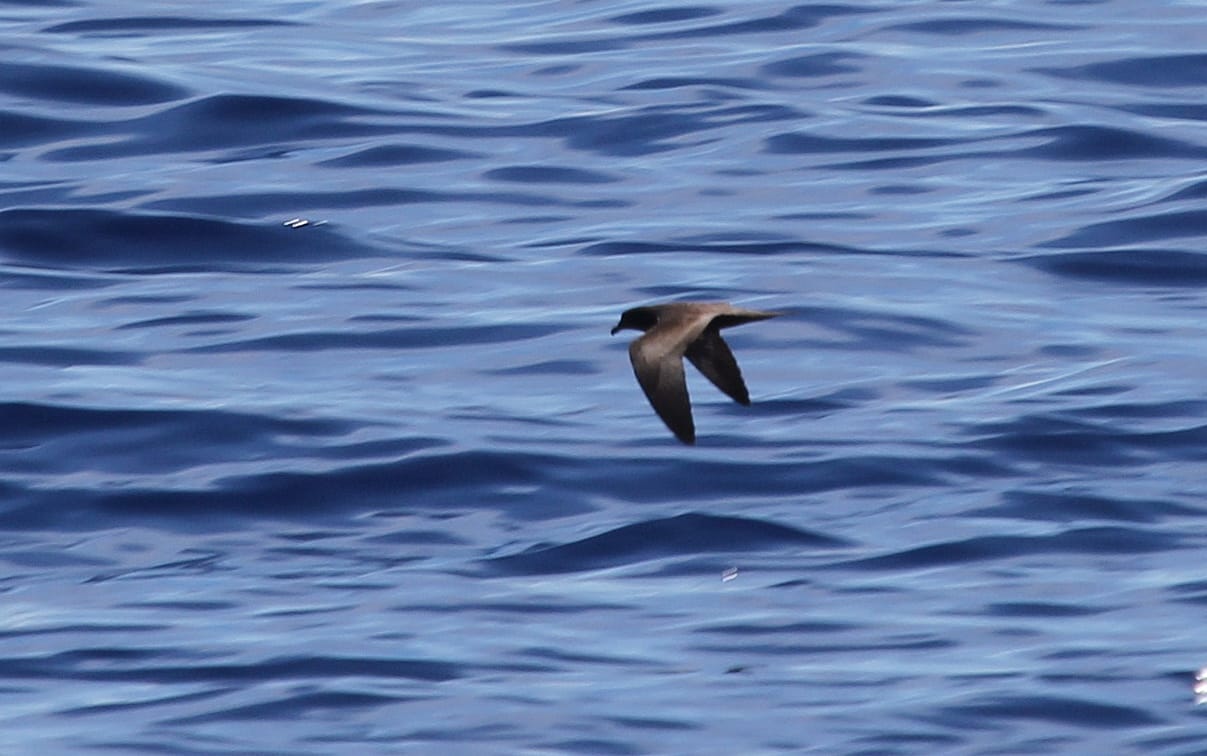 Bulwer's Petrel showing the upperwing pattern - Photo by Christian Perez