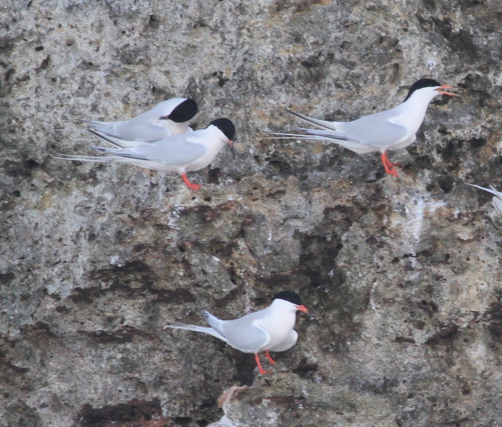 Roseate Terns - Photo by Pete Simpson