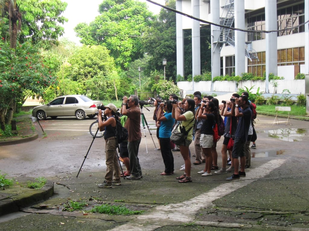 Birding in the UP Diliman campus. Photo by Maia Tanedo
