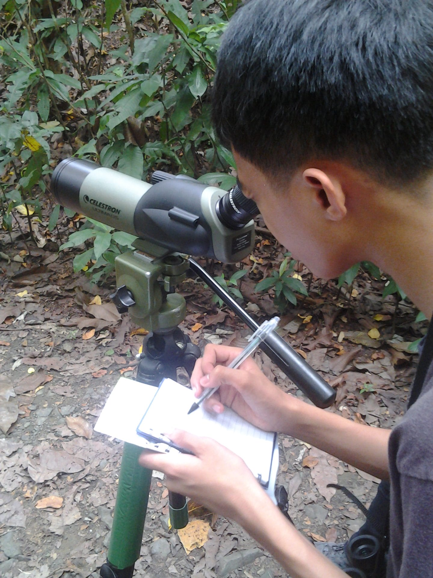Sketching the Spotted Wood-Kingfisher through the scope. Photo by Maia Tanedo.