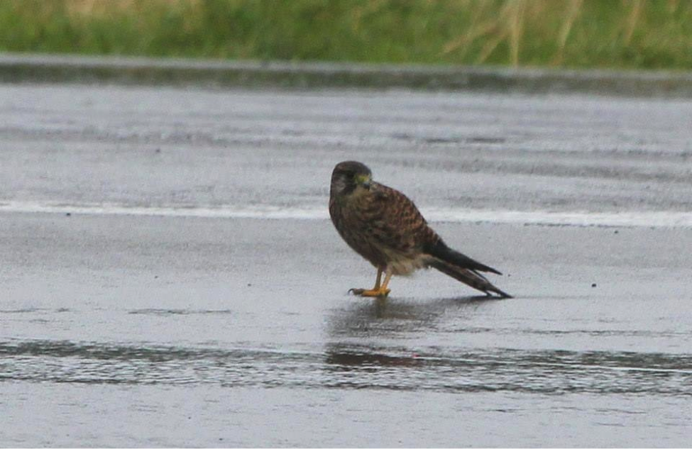 Wet and tired Common Kestrel on the runway of Basco Airport. Photo by Christian Perez.