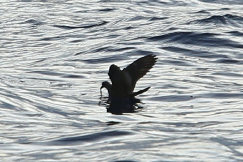 Swinhoe's Storm-Petrel by Rob Hutchinson. Note the pale upper-wing covert bar, inconspicuous pale flash at base of the outer primaries (pale bases to primary feather shafts) and very broad outer wing compared with the inner wing.