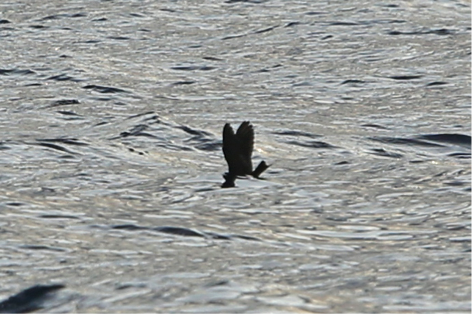 Swinhoe's Storm-Petrel by Rob Hutchinson. Note the  shallow forked  on closed tail and wings held high above the water.
