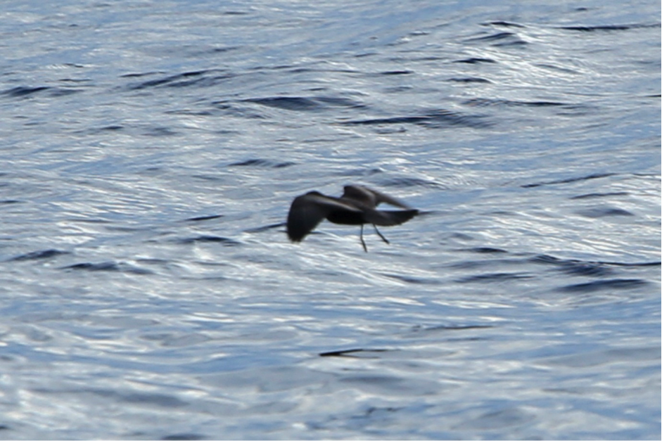 Swinhoe's Storm-Petrel by Rob Hutchinson. Note the pale upper-wing covert bar and tail rather square when spread.