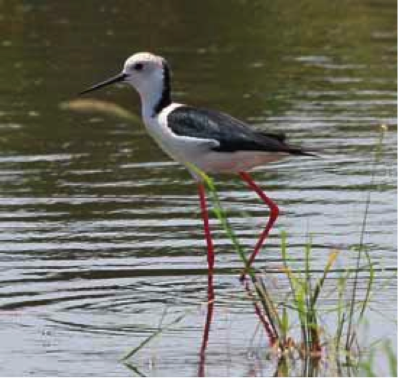 Black-winged Stilt showing a well-developed black nuchal mane and near-white head, characters normally associated with White-headed Stilt. Pulau Burung, Penang, Malaysia, 18 March 2008. Photo by David Bakewell (in BirdingASIA letter)