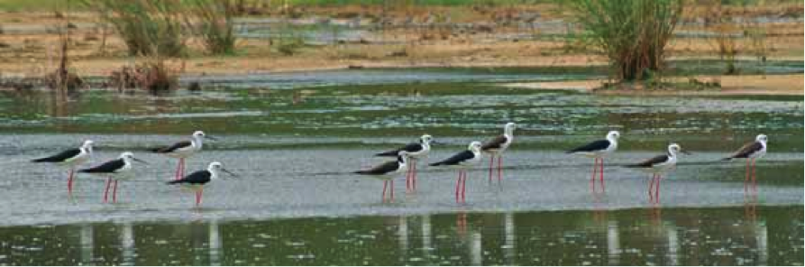 Six out of a flock of eleven Black-winged Stilts showing more or less extensive black nuchal markings and white heads, Pulau Burung, Penang, Malaysia, 25 October 2007. Photo by David Bakewell (in BirdingASIA letter).