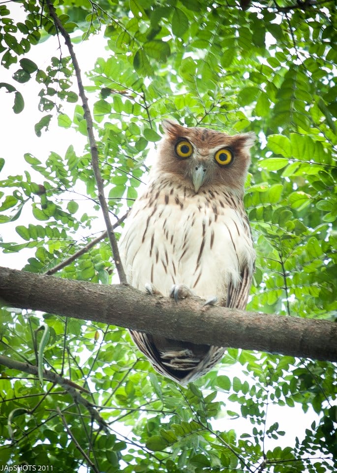 Philippine Eagle Owl in Balara