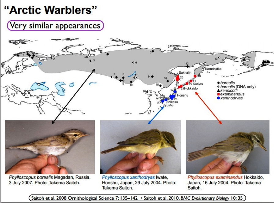 Figure extracted from the paper “The Arctic Warbler Phylloscopus borealis– three anciently separated cryptic species revealed”