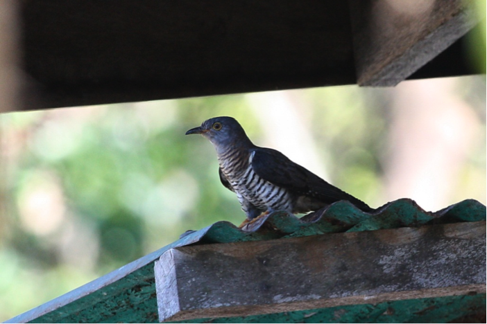 Oriental/Himalayan Cuckoo, Lubic Island, Cuyo, Palawan, April 2010. Photo by Christian Perez