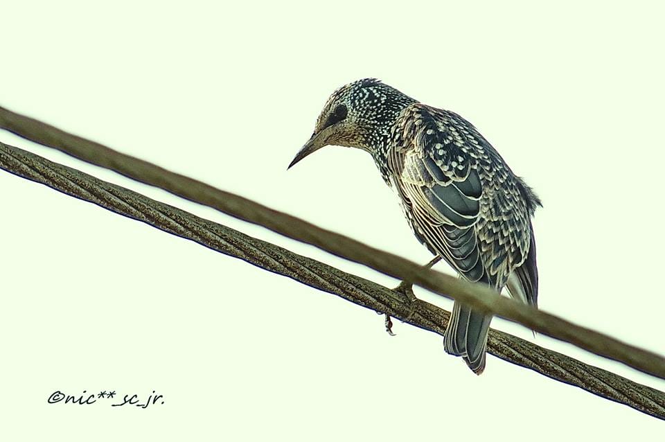 Common Starling. This species has an extremely large range and population. Photo by Nic Cabigas.