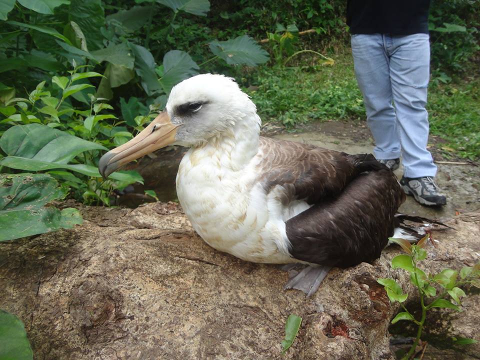 Laysan Albatross. This species is considered Near Threatened.  It breeds at 16 sites (nine with populations of greater than 100 pairs), mostly in the Northwestern Hawaiian Islands (USA) and US Minor Outlying Islands, with additional small colonies in Japan and Mexico. Photo by Anabelle Barquilla DENR 2. 