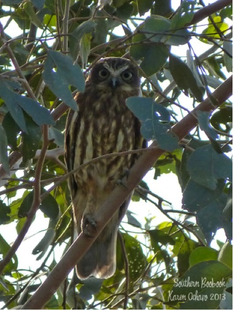 Southern Boobook at Oxley Creek Common, Brisbane, Queensland