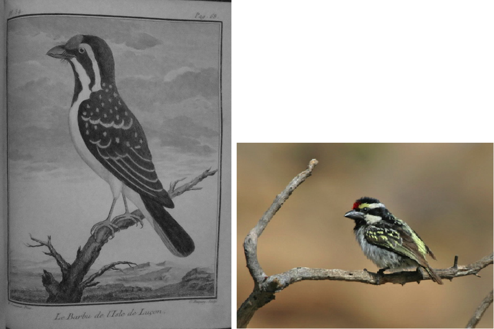Left: Sonnerat’s illustration of Luzon Island Barbet. Right: Pied Barbet in Namibia (from the Internet)