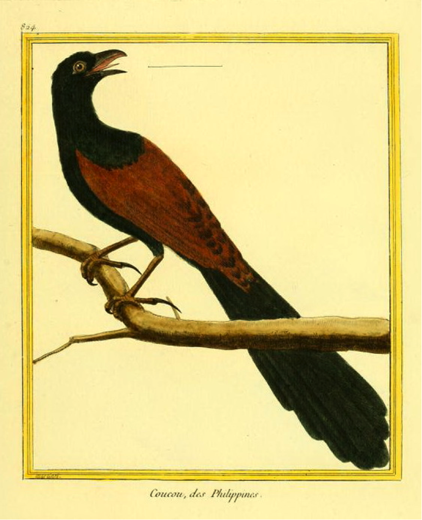 Buffon/Martinet: Coucou, des Philippines (Philippine Coucal)