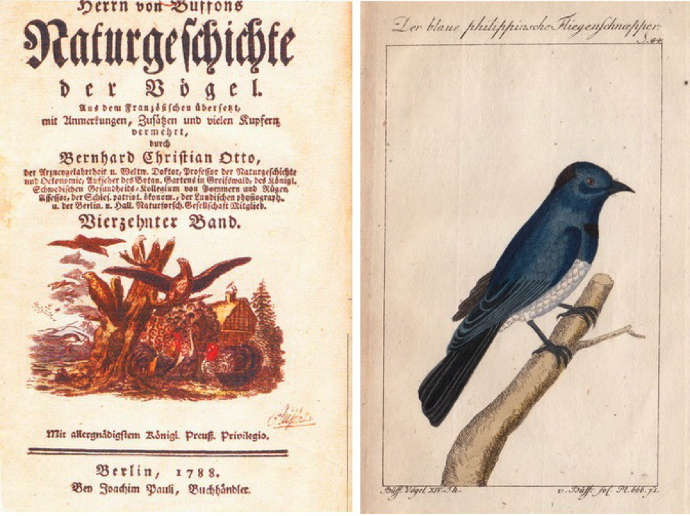 Naturgeschichte der Vögel: (left) title page of volume 15; (right) Der blaue philippinische Fliegenschnapper (literally Blue Philippine Flycatcher) - Black-naped Monarch