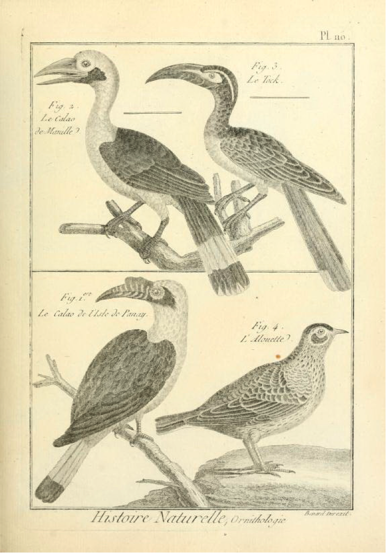 Plate from Bonnaterre’s Tableau Encyclopédique et Méthodique: (top left) Le Calao de Manille (Luzon Hornbill); (bottom left) Le Calao de l’Isle de Panay (Visayan Hornbill)