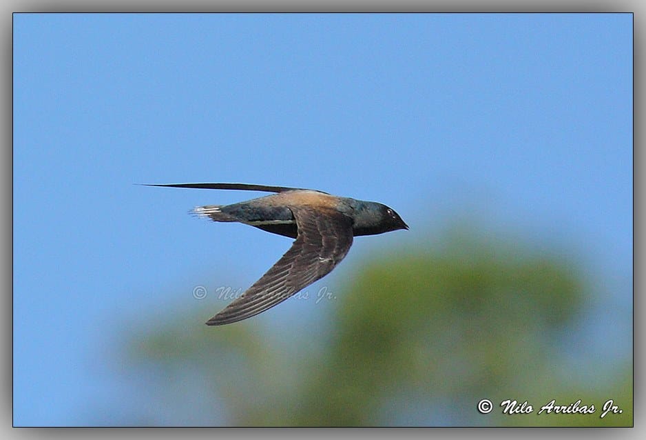 Brown-backed Needletail. Photo by Nilo Arribas