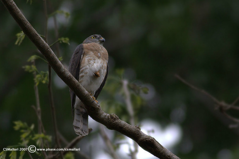 In 2007 alone, an estimated 230,000 raptors—mostly Chinese Sparrowhawks, like this one—were spotted by an Indonesian observer, likely en route to the Philippines. Nobody knows where they went while in the country. Photo by Tina S. Mallari.