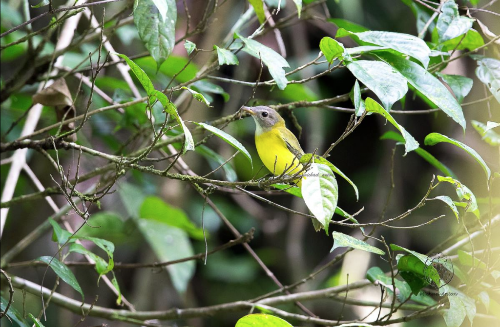 Birding Destination: Samar Island Natural Park – Wild Bird Club of the ...