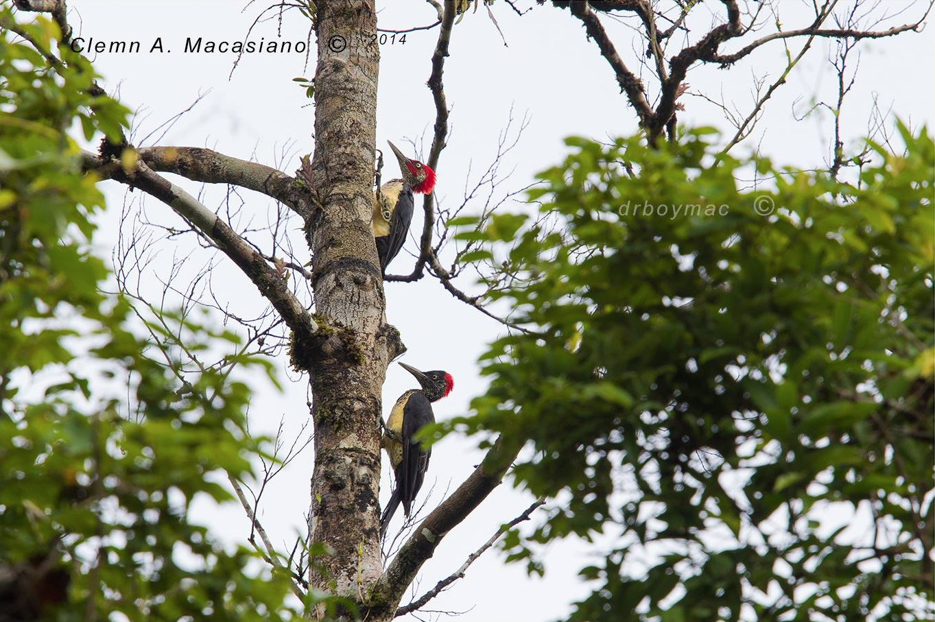 White-bellied Woodpecker Dryocopus javensis by Clemn Macasiano. 