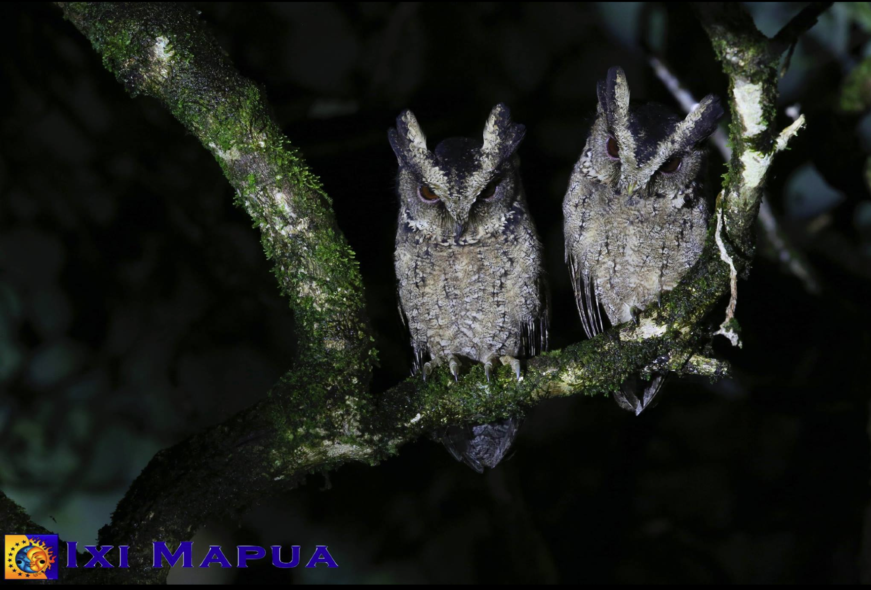Everett's Scops Owl Otus everetti by Ixi Mapua. 