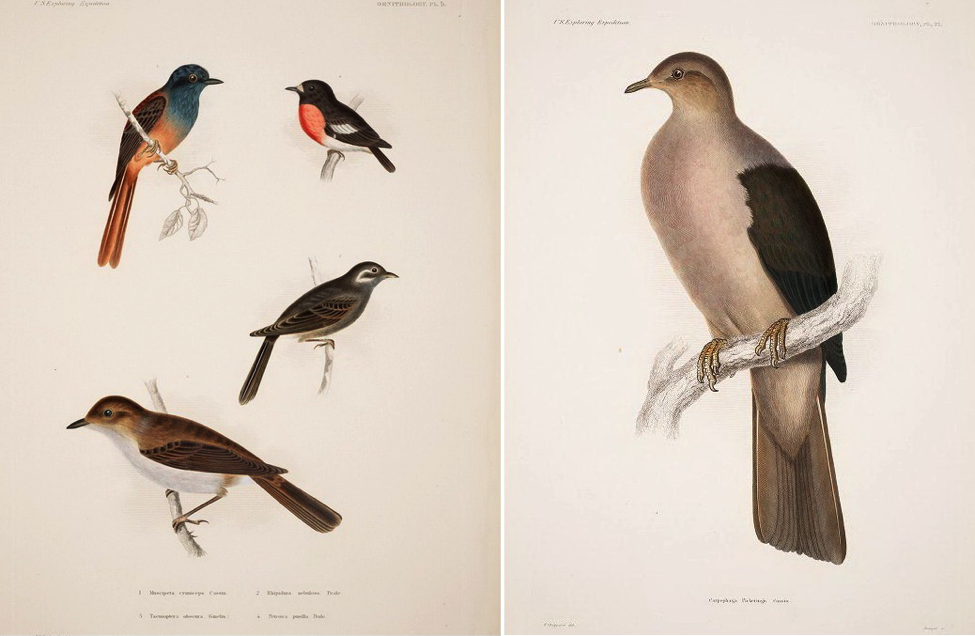 Cassin’s Atlas of the U. S. Exploring Expedition (1868): (top left) Blue-headed Fantail; (right) Grey Imperial Pigeon