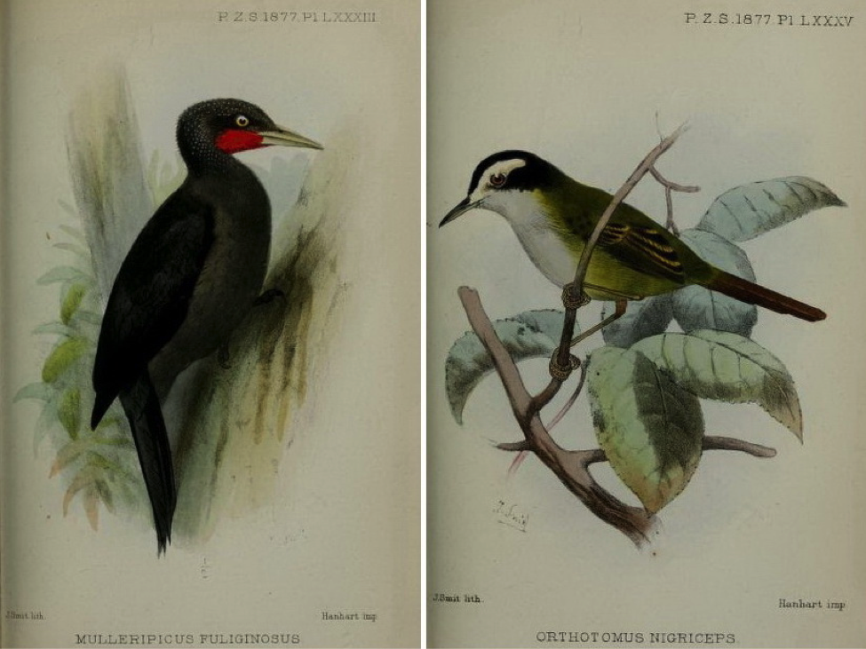 Walden’s On the Collection made by Everett in the Island of Mindanao (1877): Sooty Woodpecker and Black-headed tailorbird