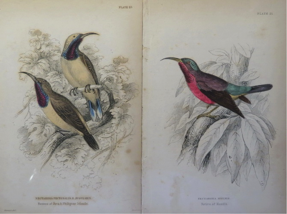Jardine’s Natural History of Nectariniadae (1864): (left, top) Olive backed Sunbird with caption “Native of Philippine Islands”; (right) Purple-throated Sunbird with caption “Native of Manilla